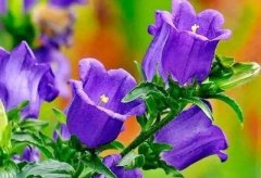 紫色花朵给人一种成熟的感觉，这些紫色花总有一种适合你