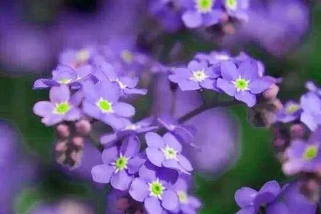 紫色花朵给人一种成熟的感觉，这些紫色花总有一种适合你