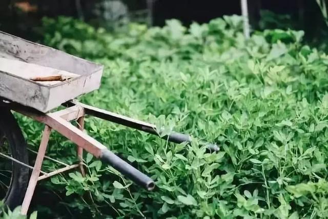 老石器,老院子,小院一方,安度余生