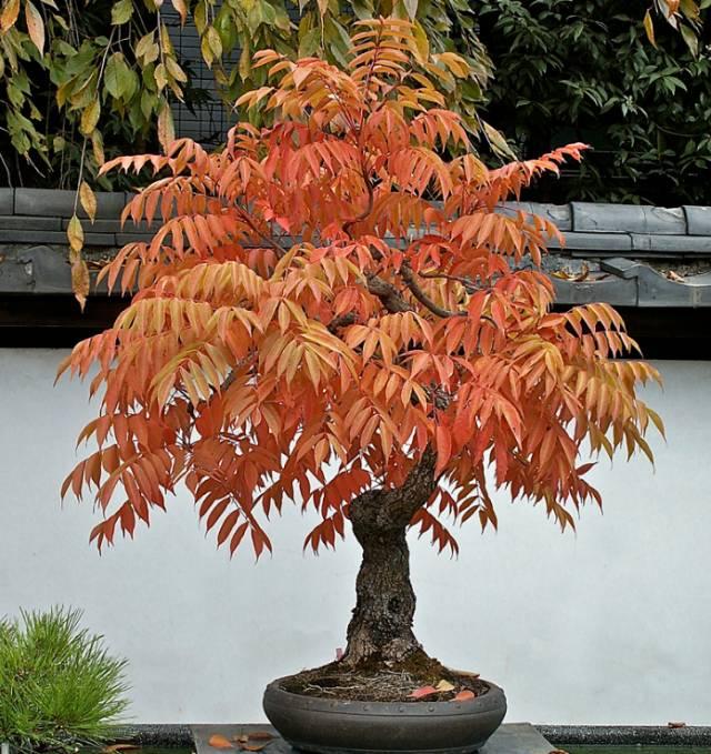 希望庭院有季节感,有什么变叶植物可种?