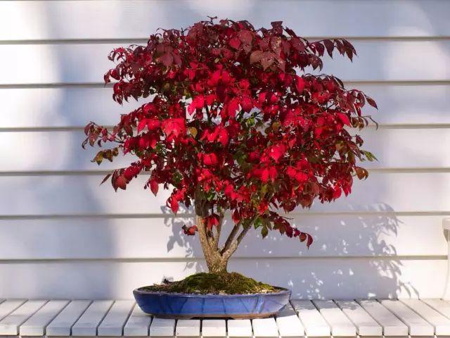 希望庭院有季节感,有什么变叶植物可种?