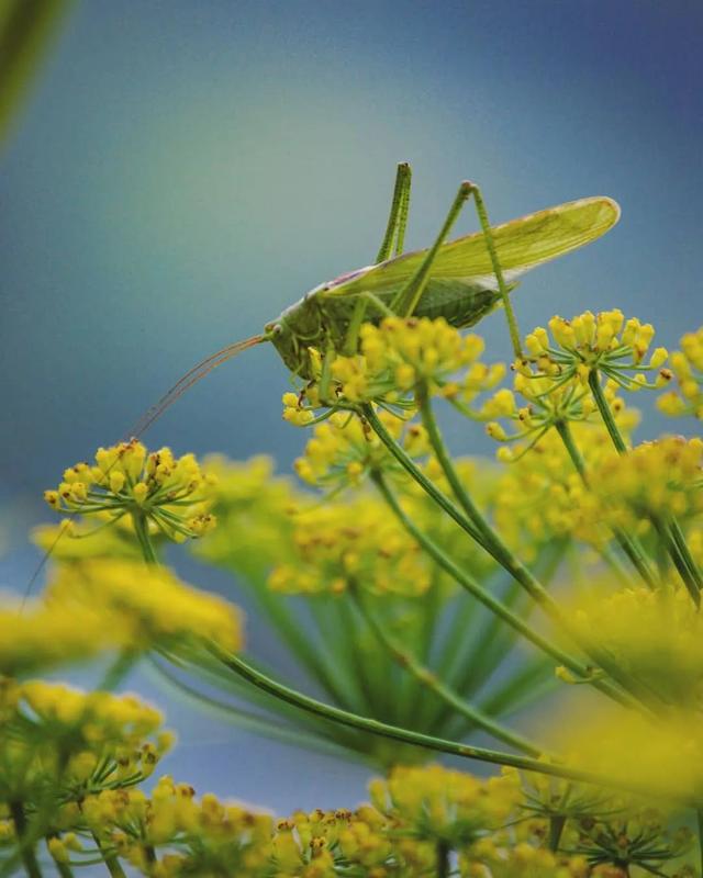 庭院设计——接地气的食用花境