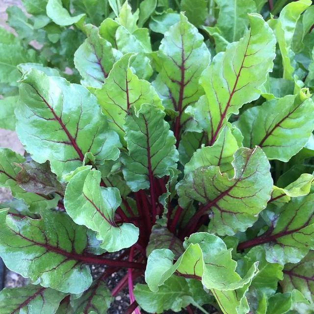 庭院设计——接地气的食用花境