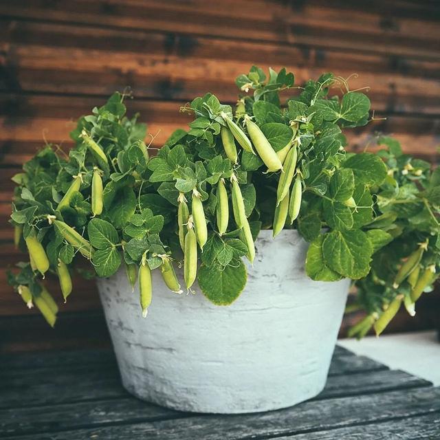 庭院设计——接地气的食用花境