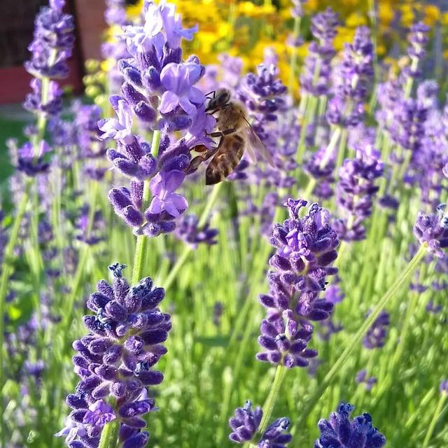 花境分类——你的庭院花境属哪一类？