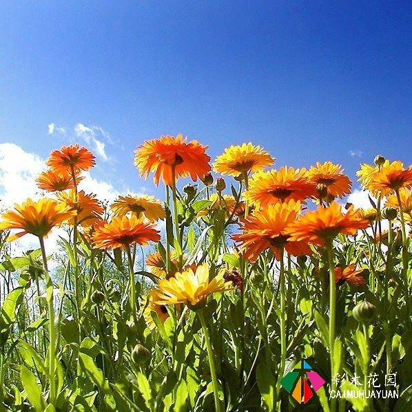 如何用植物装点你的花园露台，你的家？