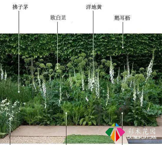超实用的地被植物干货，值得收藏