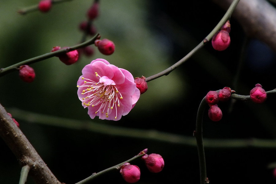 梅花