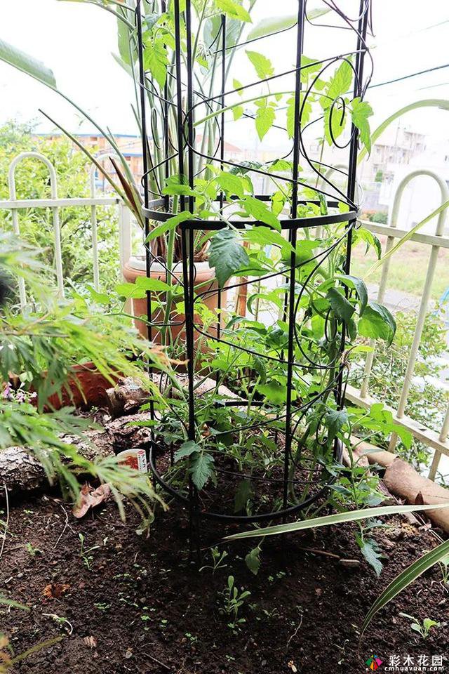 这种流行病无法阻止一个园艺爱好者。他改造了这个25岁的年轻人