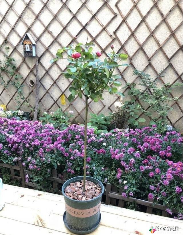 70㎡庭院改造:买下一楼送来的庭院后，我忙碌了两年，终于实现了花园的梦想