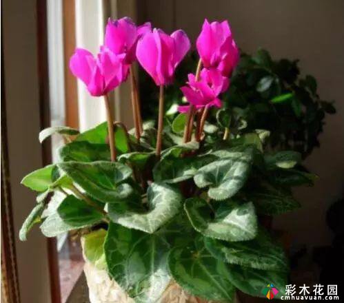 如果浇花的水质太差怎么办?