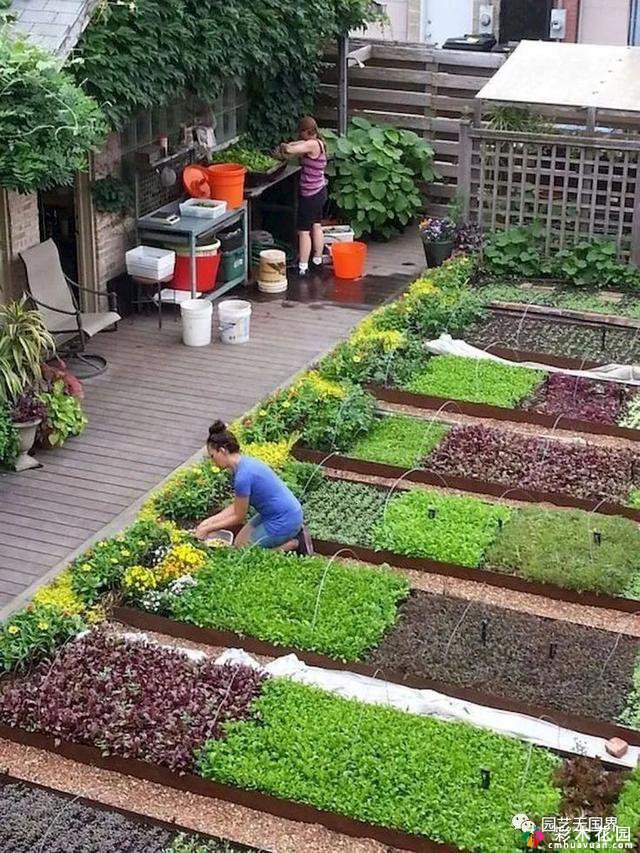 庭院设计教师手册中的植物和菜地-庭院