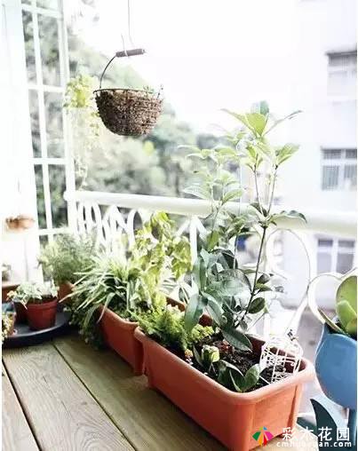 简单就是美丽,旧公寓花园阳台上的杂货