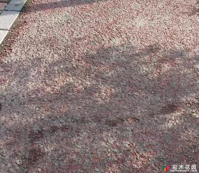 花园铺路,从材料选择到施工要点,都是必不可少的