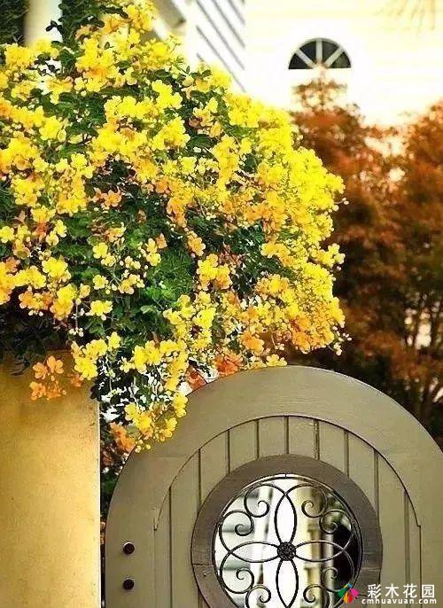 七种颜色的庭院花园,哪一种是你沉醉的爱?