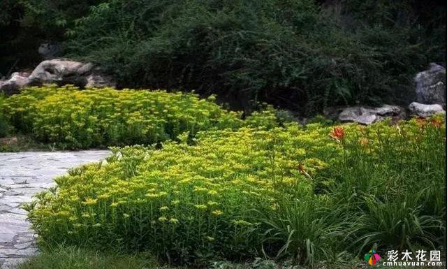 必要的景观,20个美丽的边缘地被植物