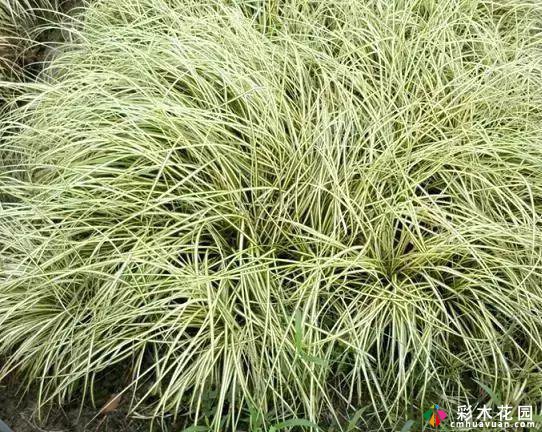 必要的景观,20个美丽的边缘地被植物