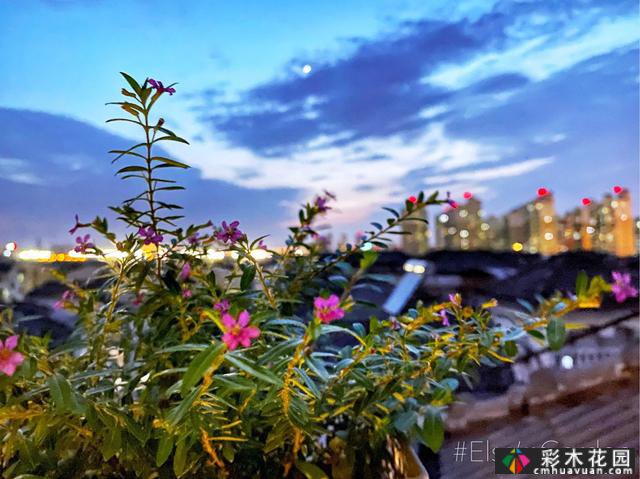 30㎡“露台花园”经过翻新和翻新,它被翻了一整天,立刻感觉清新和美丽