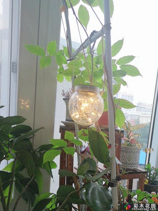 40㎡露台“阳光花屋”,打造一个365天开花的小屋顶花园