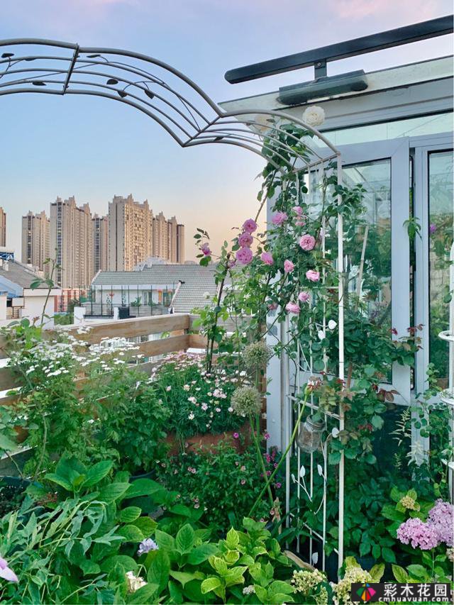 40㎡露台“阳光花屋”,打造一个365天开花的小屋顶花园