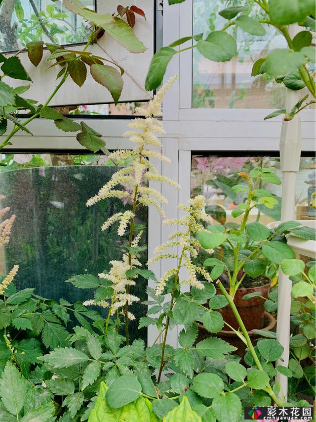 40㎡露台“阳光花屋”,打造一个365天开花的小屋顶花园