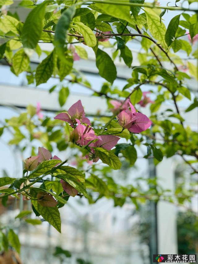 40㎡露台“阳光花屋”,打造一个365天开花的小屋顶花园