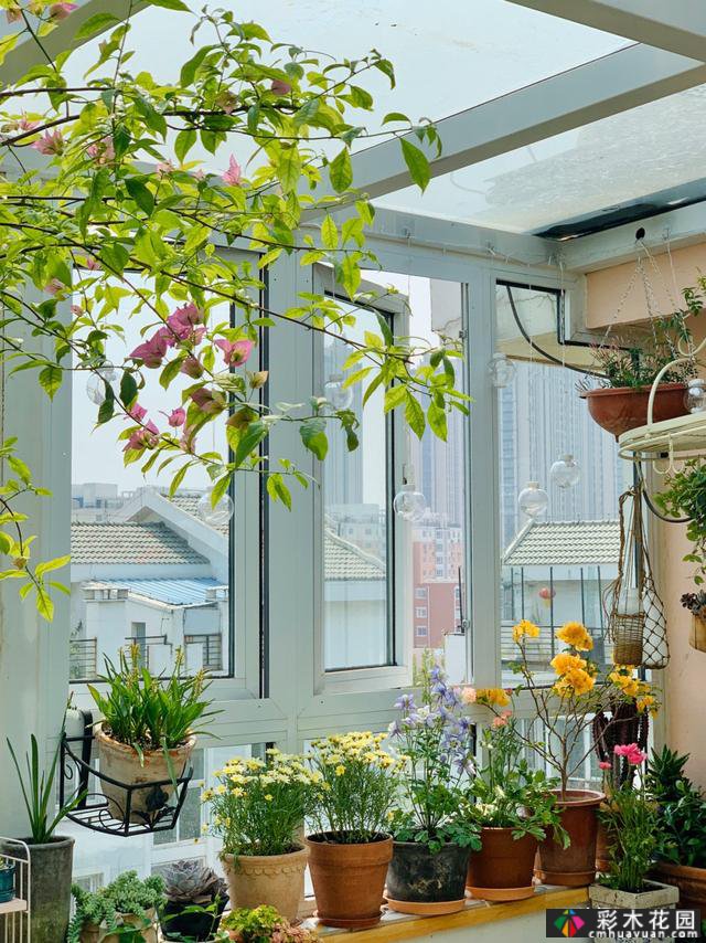 40㎡露台“阳光花屋”,打造一个365天开花的小屋顶花园