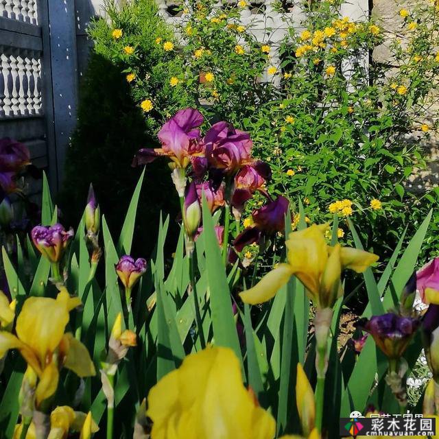 俄罗斯农村花园-在城市生活30年,重新融入农村生活