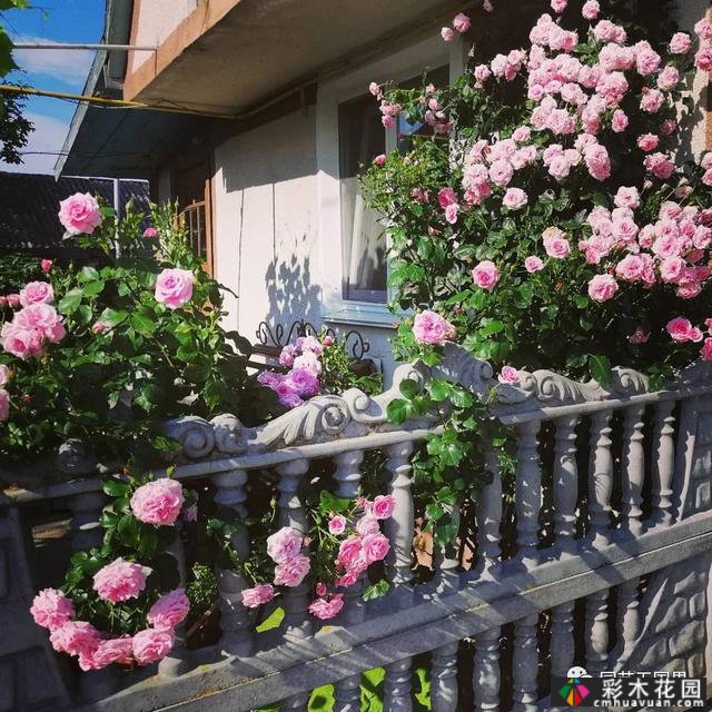 俄罗斯农村花园-在城市生活30年,重新融入农村生活