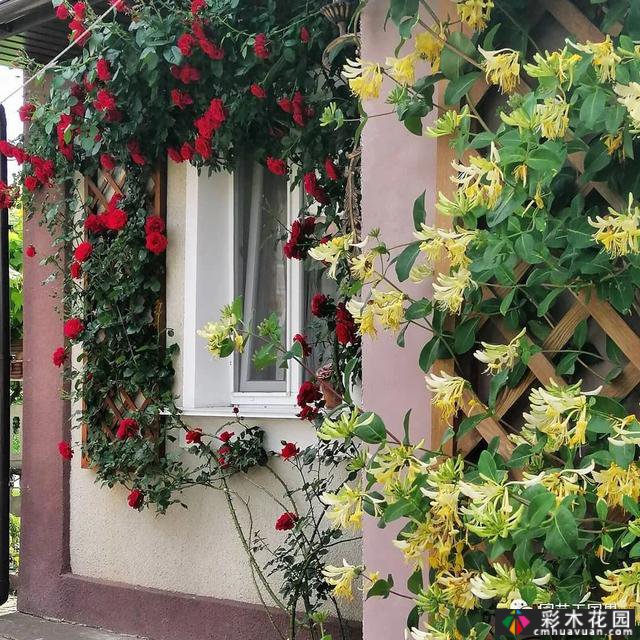 俄罗斯农村花园-在城市生活30年,重新融入农村生活
