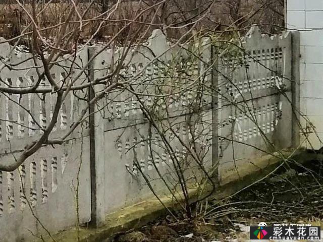 俄罗斯农村花园-在城市生活30年,重新融入农村生活