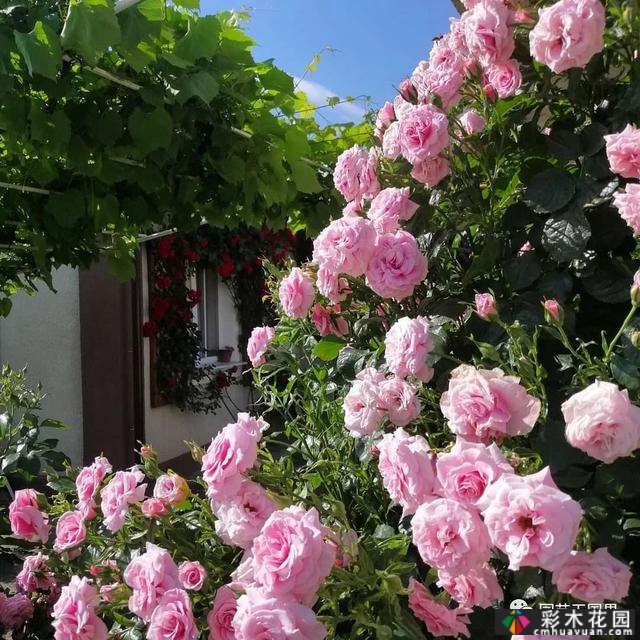 俄罗斯农村花园-在城市生活30年,重新融入农村生活