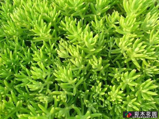 花境常用的50种植物营造出美丽的立面景观和多样的植物群落景观