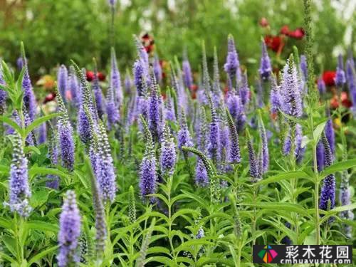 花境常用的50种植物营造出美丽的立面景观和多样的植物群落景观