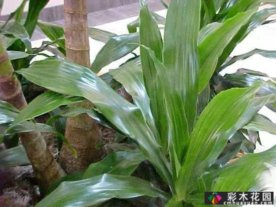 花境常用的50种植物营造出美丽的立面景观和多样的植物群落景观