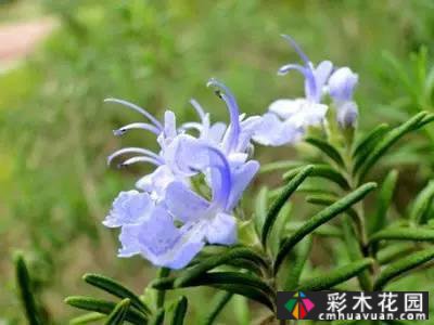 花境常用的50种植物营造出美丽的立面景观和多样的植物群落景观