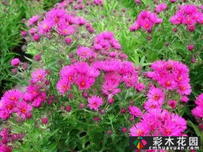 花境常用的50种植物营造出美丽的立面景观和多样的植物群落景观