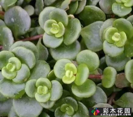 花境常用的50种植物营造出美丽的立面景观和多样的植物群落景观