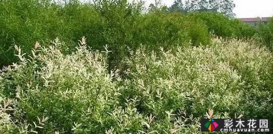 花境常用的50种植物营造出美丽的立面景观和多样的植物群落景观