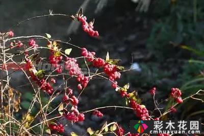 花境常用的50种植物营造出美丽的立面景观和多样的植物群落景观