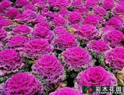 花境常用的50种植物营造出美丽的立面景观和多样的植物群落景观