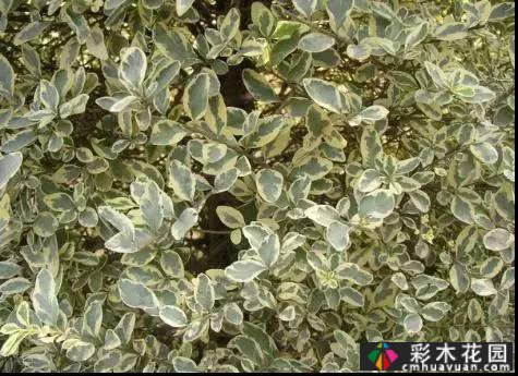 花境常用的50种植物营造出美丽的立面景观和多样的植物群落景观