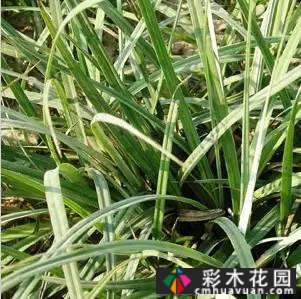 花境常用的50种植物营造出美丽的立面景观和多样的植物群落景观