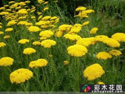 花境常用的50种植物营造出美丽的立面景观和多样的植物群落景观