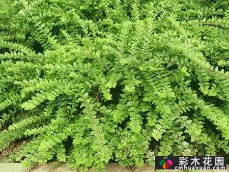 花境常用的50种植物营造出美丽的立面景观和多样的植物群落景观