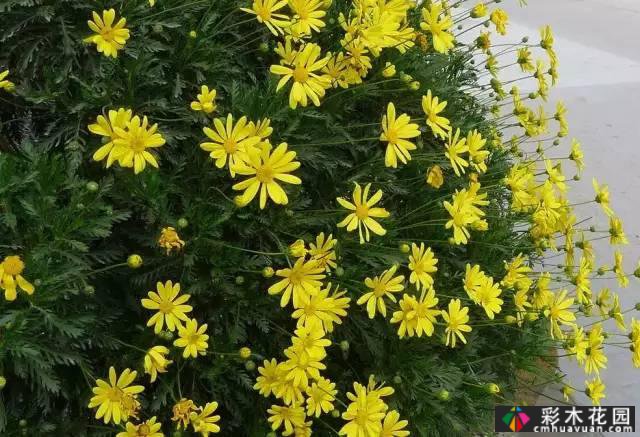 花境常用的50种植物营造出美丽的立面景观和多样的植物群落景观