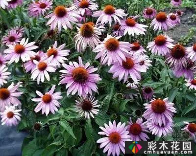 花境常用的50种植物营造出美丽的立面景观和多样的植物群落景观