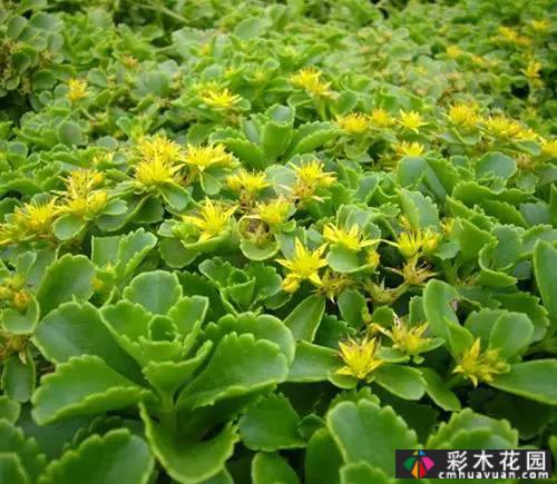 花境常用的50种植物营造出美丽的立面景观和多样的植物群落景观