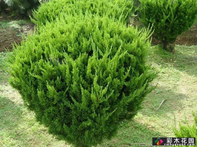 花境常用的50种植物营造出美丽的立面景观和多样的植物群落景观