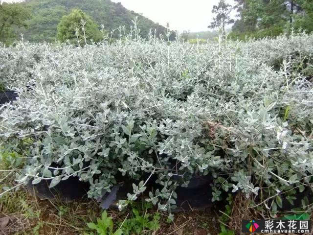 花境常用的50种植物营造出美丽的立面景观和多样的植物群落景观
